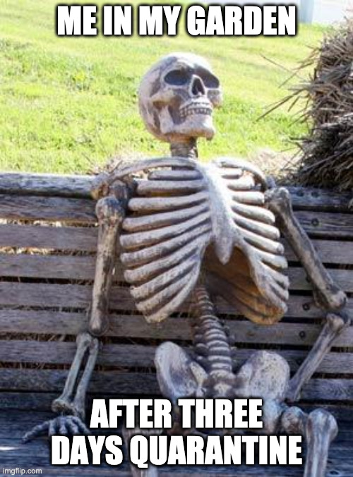 Waiting Skeleton Meme | ME IN MY GARDEN; AFTER THREE DAYS QUARANTINE | image tagged in memes,waiting skeleton | made w/ Imgflip meme maker
