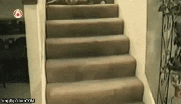Endless Staircase! | image tagged in gifs,cats | made w/ Imgflip video-to-gif maker