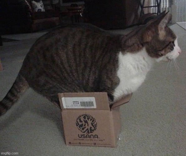 Big Cat Small Box | image tagged in big cat small box | made w/ Imgflip meme maker