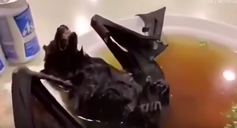 High Quality Bat soup Blank Meme Template