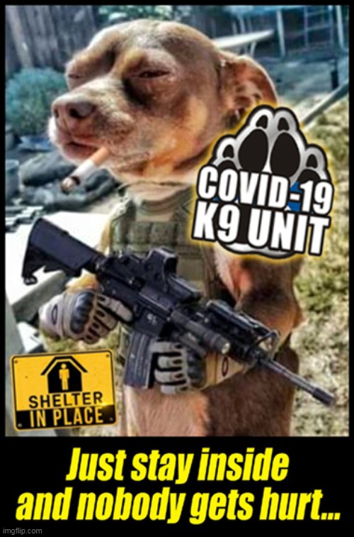 Man's Best Friend :) | image tagged in covid-19,coronavirus,shelter in place,memes | made w/ Imgflip meme maker