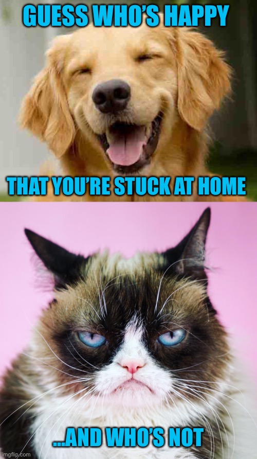 It’s palpable! | GUESS WHO’S HAPPY; THAT YOU’RE STUCK AT HOME; ...AND WHO’S NOT | image tagged in dog,cat,coronavirus | made w/ Imgflip meme maker