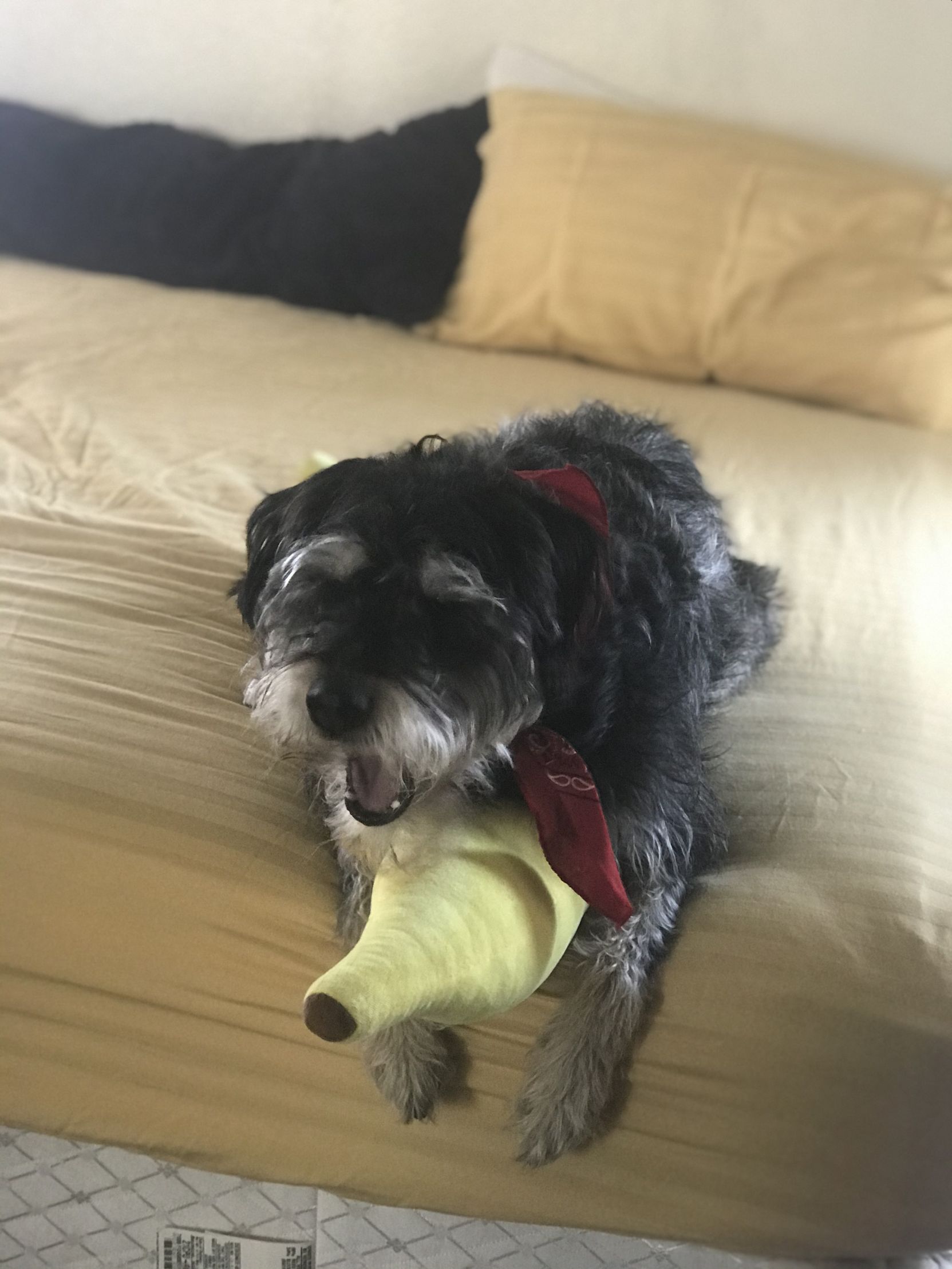 Dog loves banana Blank Meme Template