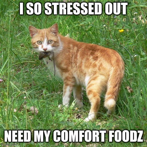 I need my comfort foodz | image tagged in coronavirus,comfort,food,cat | made w/ Imgflip meme maker