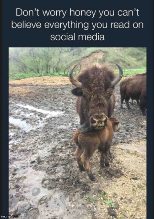 Buffalo | image tagged in buffalo | made w/ Imgflip meme maker