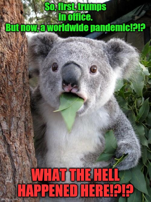 Surprised Koala Meme | So, first, trumps in office.
But now, a worldwide pandemic!?!? WHAT THE HELL HAPPENED HERE!?!? | image tagged in memes,surprised koala | made w/ Imgflip meme maker