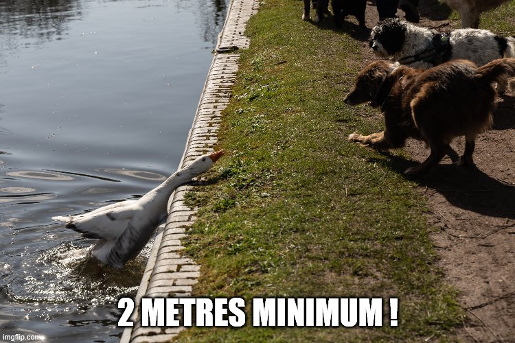 Goose Distance | 2 METRES MINIMUM ! | image tagged in social distancing | made w/ Imgflip meme maker