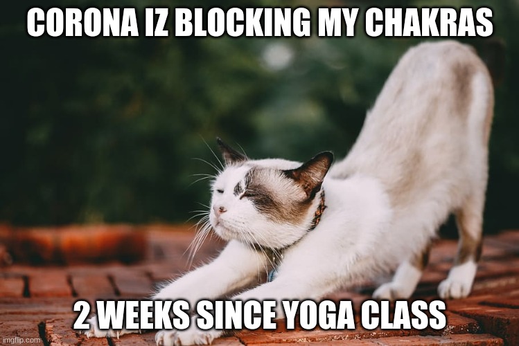 CORONA IZ BLOCKING MY CHAKRAS; 2 WEEKS SINCE YOGA CLASS | image tagged in yoga,cat,coronavirus,corona | made w/ Imgflip meme maker