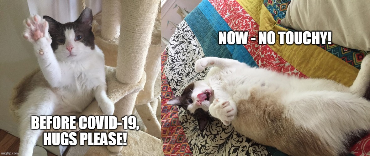 Before Covid-19, Now | NOW - NO TOUCHY! BEFORE COVID-19, HUGS PLEASE! | image tagged in covid-19,funny cats,no touching,manyfacesofcato | made w/ Imgflip meme maker