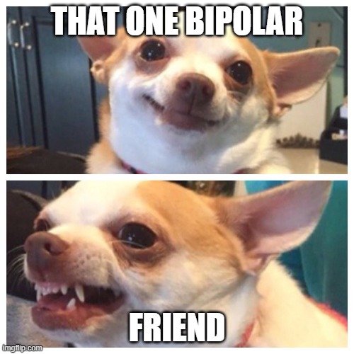 chihuahua bipolar | THAT ONE BIPOLAR; FRIEND | image tagged in chihuahua bipolar | made w/ Imgflip meme maker
