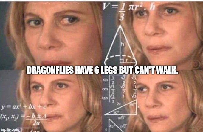 Math lady/Confused lady | DRAGONFLIES HAVE 6 LEGS BUT CAN'T WALK. | image tagged in math lady/confused lady | made w/ Imgflip meme maker