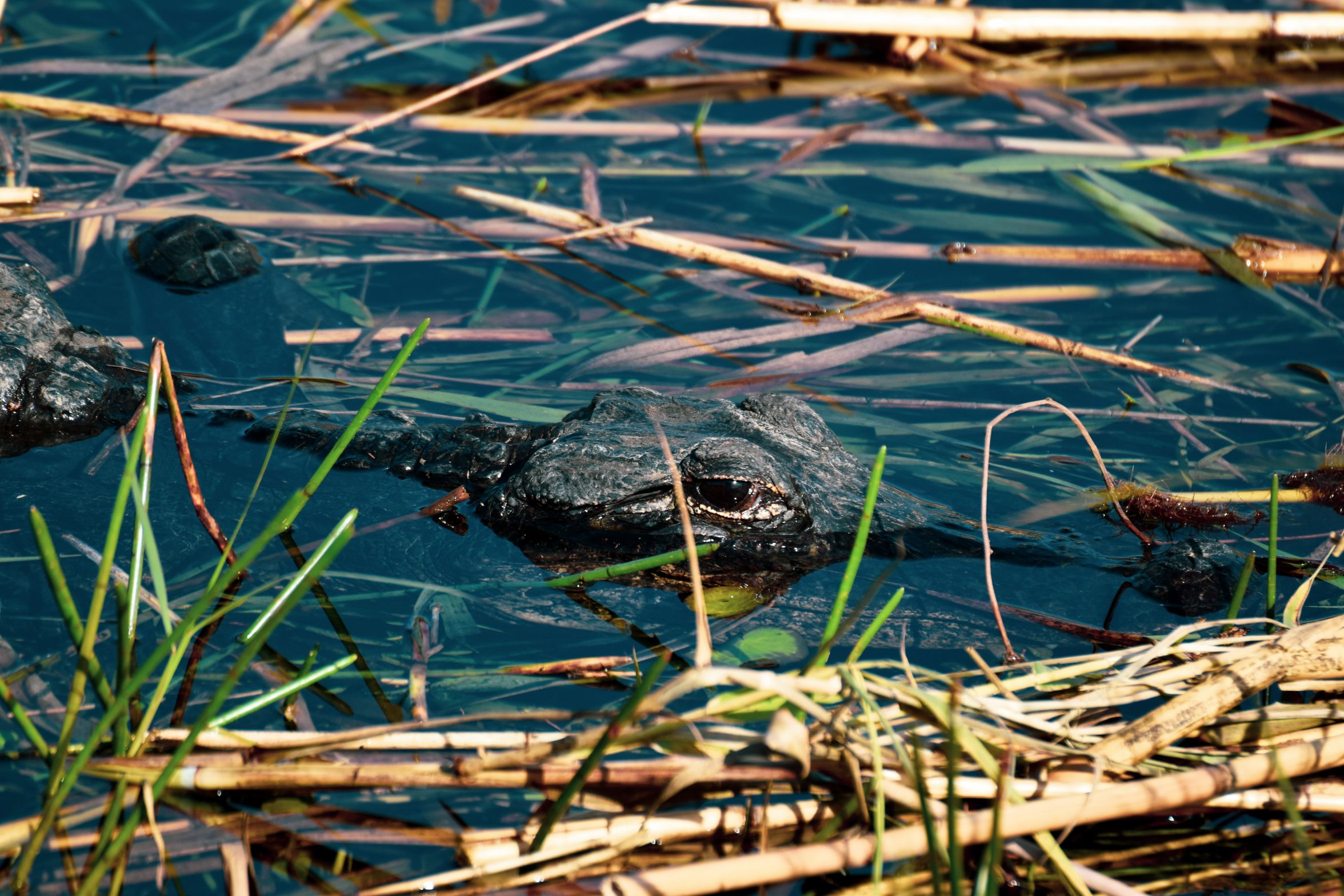 alligator Blank Meme Template