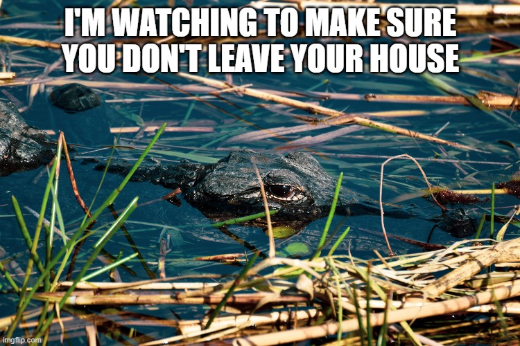 alligator | I'M WATCHING TO MAKE SURE YOU DON'T LEAVE YOUR HOUSE | image tagged in alligator | made w/ Imgflip meme maker