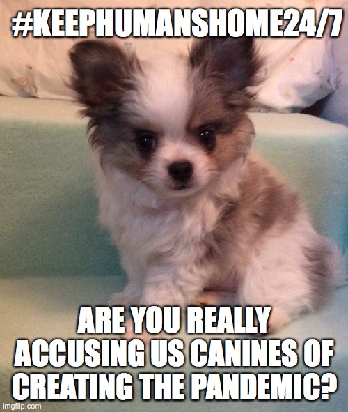 #KEEPHUMANSHOME24/7; ARE YOU REALLY ACCUSING US CANINES OF CREATING THE PANDEMIC? | image tagged in pandemic,corona,dogs,funny dogs | made w/ Imgflip meme maker
