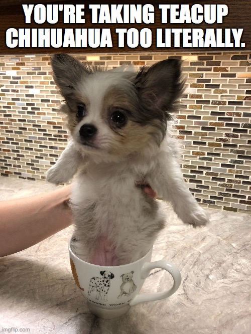 Teacup Chihuahua | YOU'RE TAKING TEACUP CHIHUAHUA TOO LITERALLY. | image tagged in teacup chihuahua,chihuahua,cute dog,small dog | made w/ Imgflip meme maker