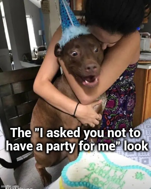 Fix the Doggie door and let me out of here | The "I asked you not to 
have a party for me" look | image tagged in still a better love story than twilight,dog,happy birthday,the cake is a lie | made w/ Imgflip meme maker