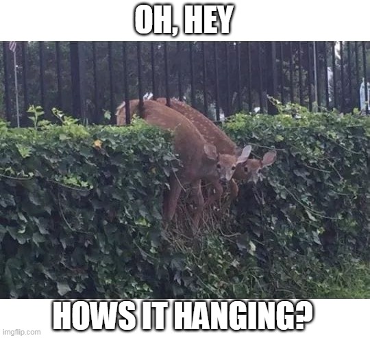 DONT MIND US | OH, HEY; HOWS IT HANGING? | image tagged in deer,fail,jump | made w/ Imgflip meme maker