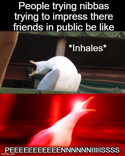 BOY seagull | People trying nibbas trying to impress there friends in public be like; *Inhales*; PEEEEEEEEEEENNNNNNIIIIISSSS | image tagged in boy seagull | made w/ Imgflip meme maker