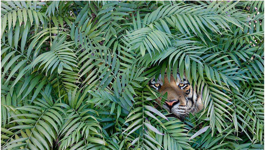 Jungle Tiger Blank Meme Template