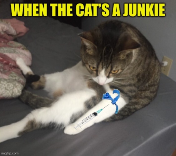 Needles the Cat | image tagged in junkie,cat,intravenous,drugs | made w/ Imgflip meme maker