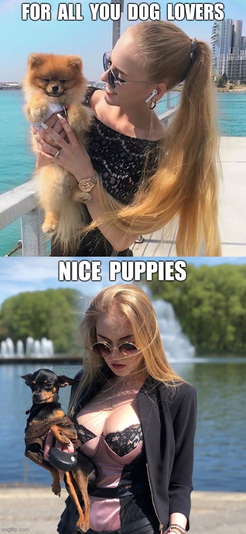 Man's Best Friends | FOR  ALL  YOU  DOG  LOVERS; NICE  PUPPIES | image tagged in boobs,memes,rick75230 | made w/ Imgflip meme maker