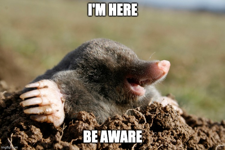 greetings, finally. | I'M HERE; BE AWARE | image tagged in mole,hello | made w/ Imgflip meme maker