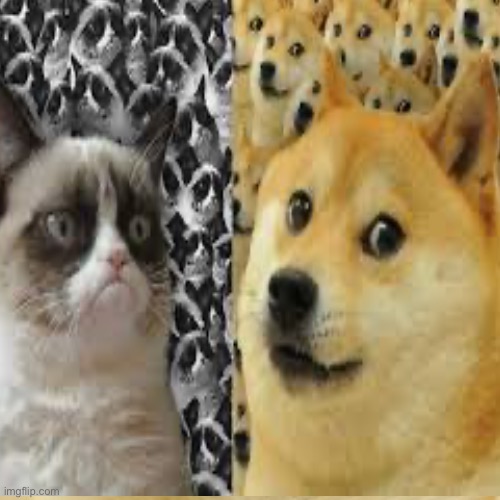 Cat and doge | image tagged in socially awesome awkward penguin | made w/ Imgflip meme maker