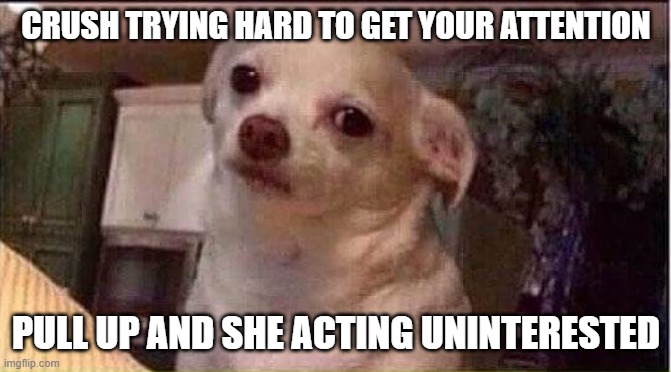 Seriously Dog | CRUSH TRYING HARD TO GET YOUR ATTENTION; PULL UP AND SHE ACTING UNINTERESTED | image tagged in seriously dog | made w/ Imgflip meme maker