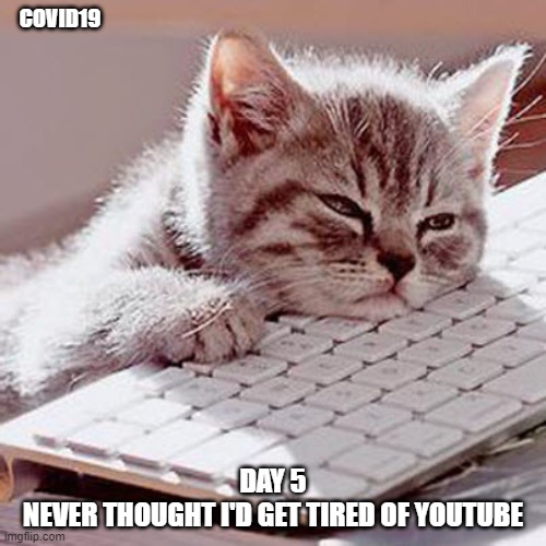 Bored Kitten | COVID19; DAY 5
NEVER THOUGHT I'D GET TIRED OF YOUTUBE | image tagged in bored kitten | made w/ Imgflip meme maker