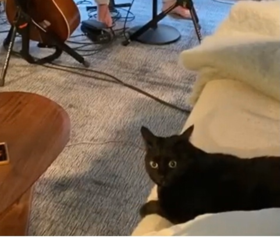 Trey Anastasio's cat Blank Meme Template