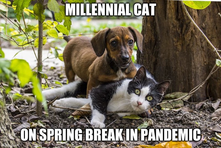 Millennial Cat on Spring Break | MILLENNIAL CAT; ON SPRING BREAK IN PANDEMIC | image tagged in coronavirus,cat,spring break,pandemic,social distancing | made w/ Imgflip meme maker