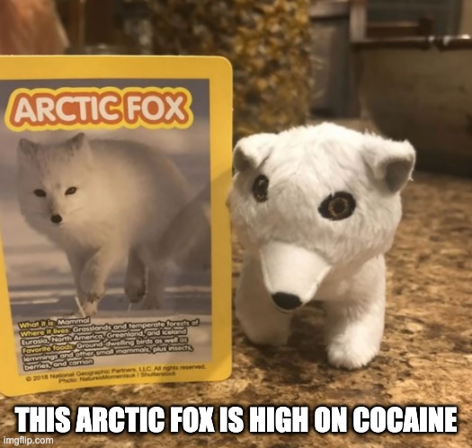 Don't do drugs | THIS ARCTIC FOX IS HIGH ON COCAINE | image tagged in dumb,memes,funny | made w/ Imgflip meme maker