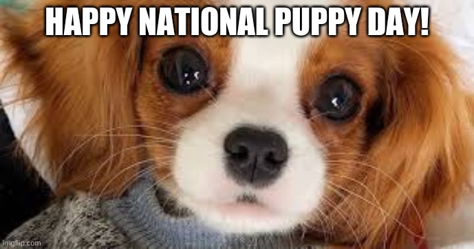 National Puppy Day is March 23 | HAPPY NATIONAL PUPPY DAY! | image tagged in puppy | made w/ Imgflip meme maker