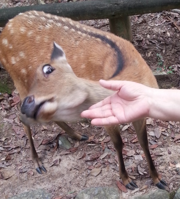 Don't touch me deer Blank Meme Template