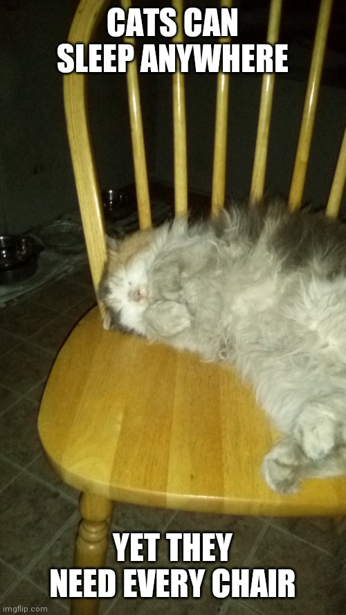 Patch n a half | CATS CAN SLEEP ANYWHERE; YET THEY NEED EVERY CHAIR | image tagged in patch n a half | made w/ Imgflip meme maker