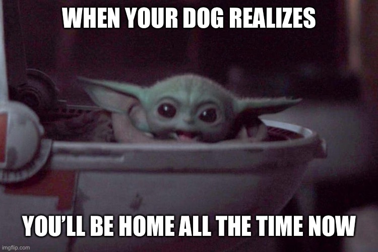 WHEN YOUR DOG REALIZES; YOU’LL BE HOME ALL THE TIME NOW | made w/ Imgflip meme maker