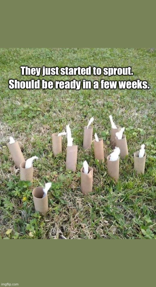 Should be ready in a few weeks. They just started to sprout. | image tagged in toilet paper,toilet paper shortage,toilet paper garden | made w/ Imgflip meme maker