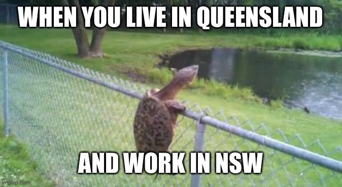 turtle fence escape | WHEN YOU LIVE IN QUEENSLAND; AND WORK IN NSW | image tagged in turtle fence escape,corona,coronavirus,lockdown,social distancing,isolation | made w/ Imgflip meme maker