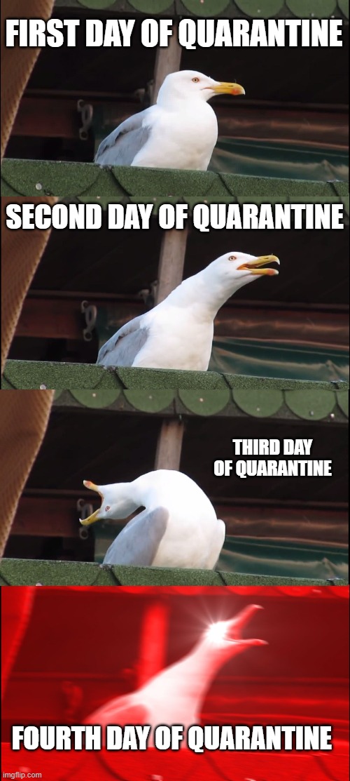 Inhaling Seagull Meme | FIRST DAY OF QUARANTINE; SECOND DAY OF QUARANTINE; THIRD DAY OF QUARANTINE; FOURTH DAY OF QUARANTINE | image tagged in memes,inhaling seagull | made w/ Imgflip meme maker