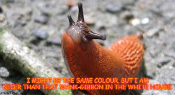 trumpslug | I MIGHT BE THE SAME COLOUR, BUT I AM NICER THAN THAT WANK-GIBBON IN THE WHITE HOUSE. | image tagged in trump,slugs,orange | made w/ Imgflip meme maker
