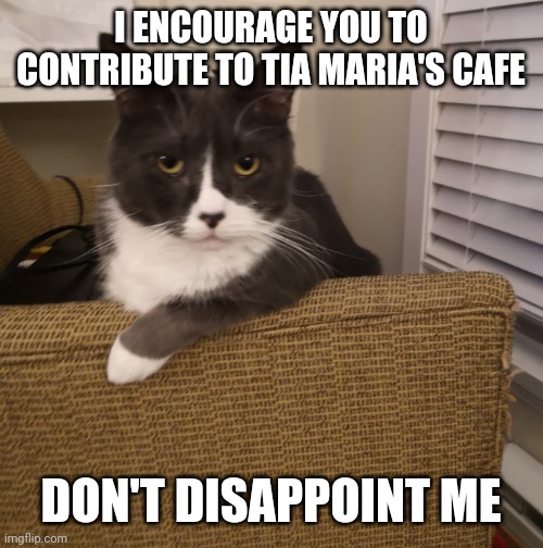 Judgy Cat | I ENCOURAGE YOU TO CONTRIBUTE TO TIA MARIA'S CAFE; DON'T DISAPPOINT ME | image tagged in cats | made w/ Imgflip meme maker