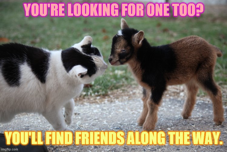 YOU'RE LOOKING FOR ONE TOO? YOU'LL FIND FRIENDS ALONG THE WAY. | made w/ Imgflip meme maker