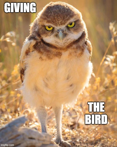 Nature Lover? ... | GIVING; THE
BIRD | image tagged in the bird,memes,rick75230 | made w/ Imgflip meme maker