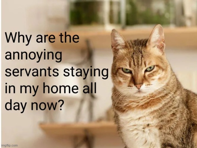 isolation woes | image tagged in staying home,crowded home,covid blues | made w/ Imgflip meme maker