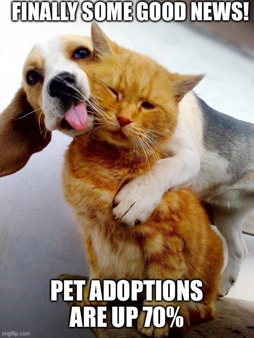  FINALLY SOME GOOD NEWS! PET ADOPTIONS ARE UP 70% | image tagged in coronavirus,pet adoption,coronavirus pet adoption,adopt a pet | made w/ Imgflip meme maker