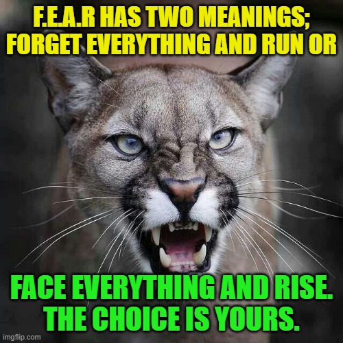 growling cougar mountain lion | F.E.A.R HAS TWO MEANINGS; FORGET EVERYTHING AND RUN OR; FACE EVERYTHING AND RISE.
THE CHOICE IS YOURS. | image tagged in growling cougar mountain lion | made w/ Imgflip meme maker