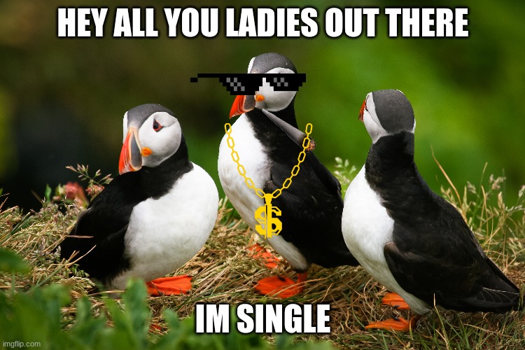 puffin memes | HEY ALL YOU LADIES OUT THERE; IM SINGLE | image tagged in thug life | made w/ Imgflip meme maker