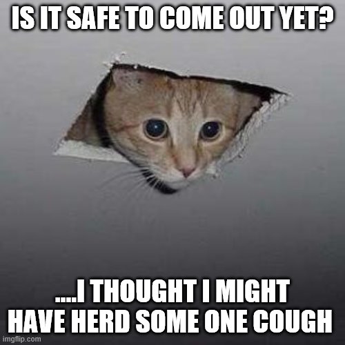 Ceiling Cat | IS IT SAFE TO COME OUT YET? ....I THOUGHT I MIGHT HAVE HERD SOME ONE COUGH | image tagged in memes,ceiling cat | made w/ Imgflip meme maker