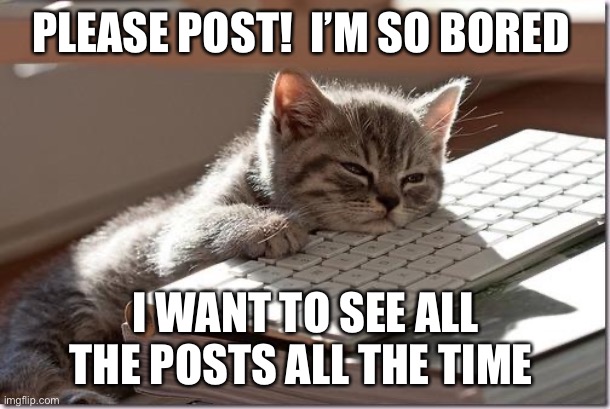 Bored Keyboard Cat | PLEASE POST!  I’M SO BORED; I WANT TO SEE ALL THE POSTS ALL THE TIME | image tagged in bored keyboard cat | made w/ Imgflip meme maker
