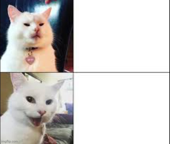 Hotline Bling Cat Blank Meme Template